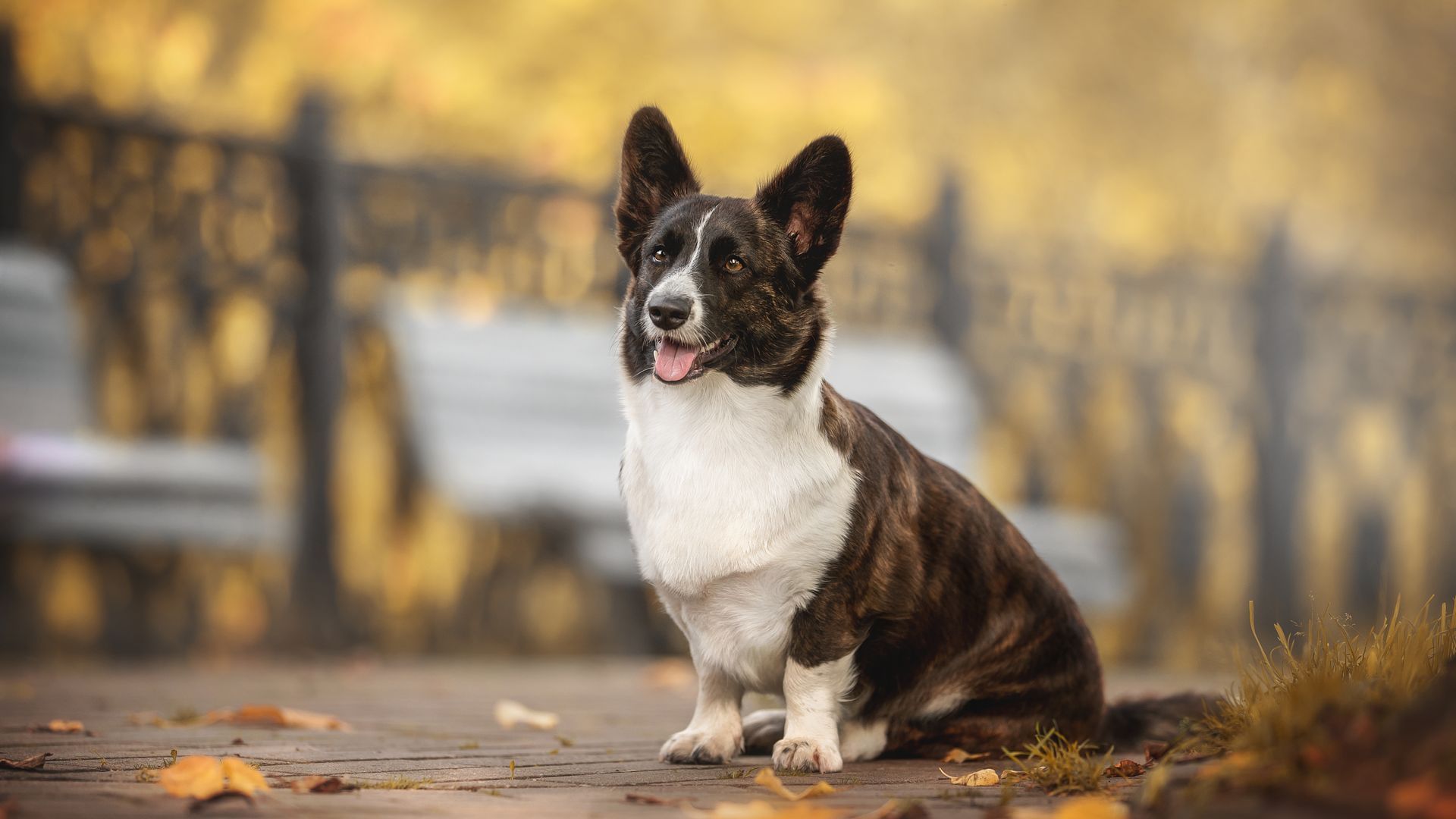 Welsh Corgi (Cardigan)